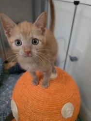 Shelter Stray Female Cat last seen Vanceboro, NC 28586, New Bern, NC 28562