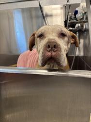 Shelter Stray Male Dog last seen E Mountain View Ave & S Clovis Ave, Selma Zone Fresno CO 3 93662, CA, Fresno, CA 93706