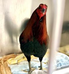 Shelter Stray Male Chicken last seen , CA , Oakland, CA 94601