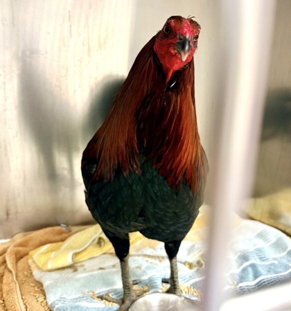 Shelter Stray Male Chicken last seen , CA , Oakland, CA 94601