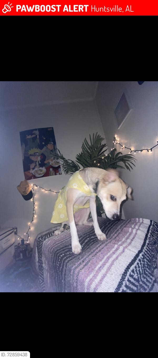 Lost Female Dog last seen University drive and Pulaski pike , Huntsville, AL 35816