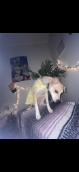 Lost Female Dog last seen University drive and Pulaski pike , Huntsville, AL 35816