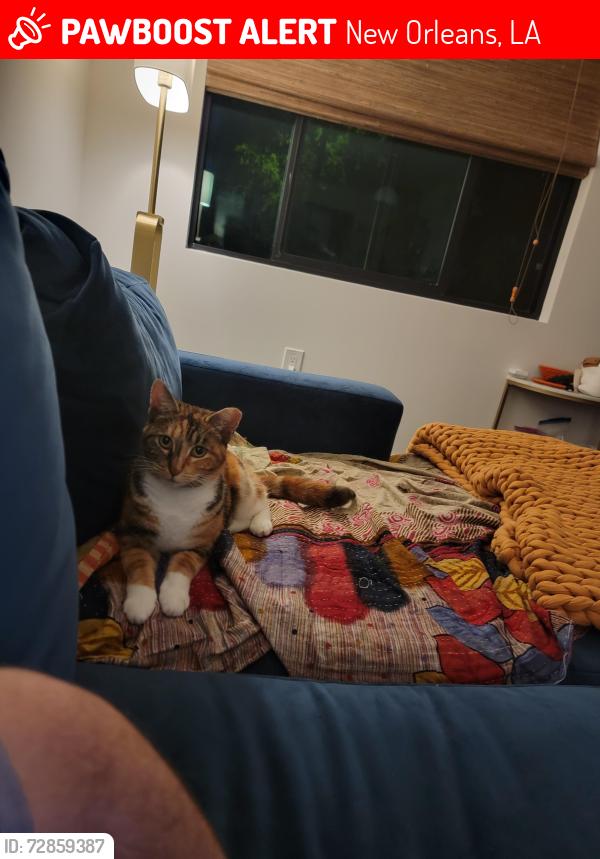 Lost Female Cat last seen Magazine St. and Philip St., New Orleans, LA 70130