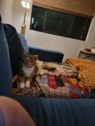 Lost Female Cat last seen Magazine St. and Philip St., New Orleans, LA 70130