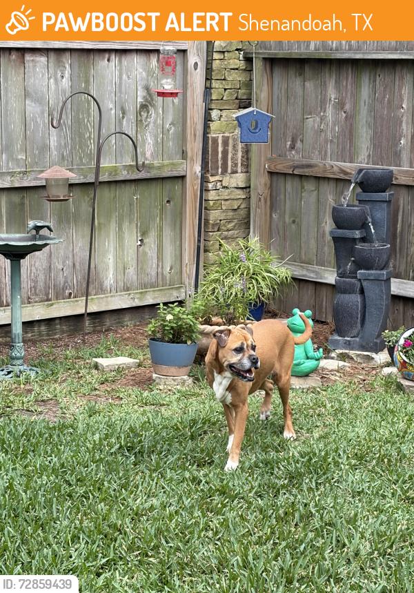 Found/Stray Female Dog last seen Blooming Field and Laurel Creek Lane, Shenandoah, TX 77385