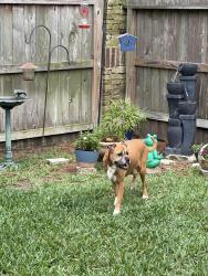 Found/Stray Female Dog last seen Blooming Field and Laurel Creek Lane, Shenandoah, TX 77385