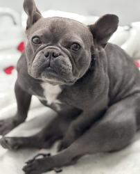 Lost Male Dog last seen Raymond & Rosecrans , Gardena, CA 90247