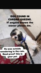 Found/Stray Male Dog last seen 38th avenue, Queens, NY 11375