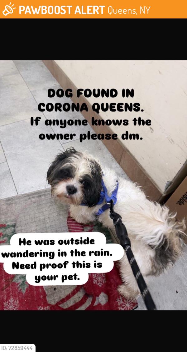 Found/Stray Male Dog last seen 38th avenue, Queens, NY 11375