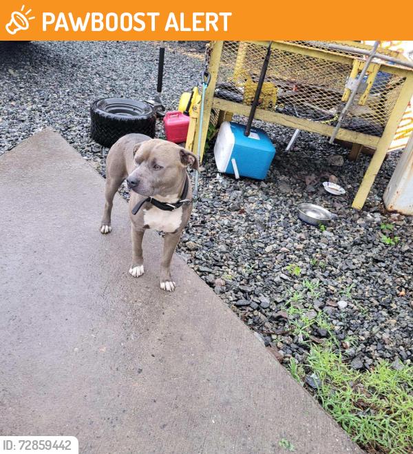 Found/Stray Male Dog last seen Norfolk Southern Railway Linwood Yard, Davidson County, NC 27299