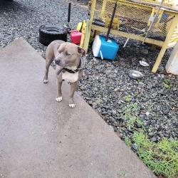 Found/Stray Male Dog last seen Norfolk Southern Railway Linwood Yard, Davidson County, NC 27299