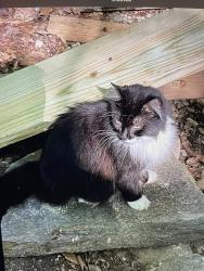 Lost Male Cat last seen Near hse, Raleigh, NC 27612