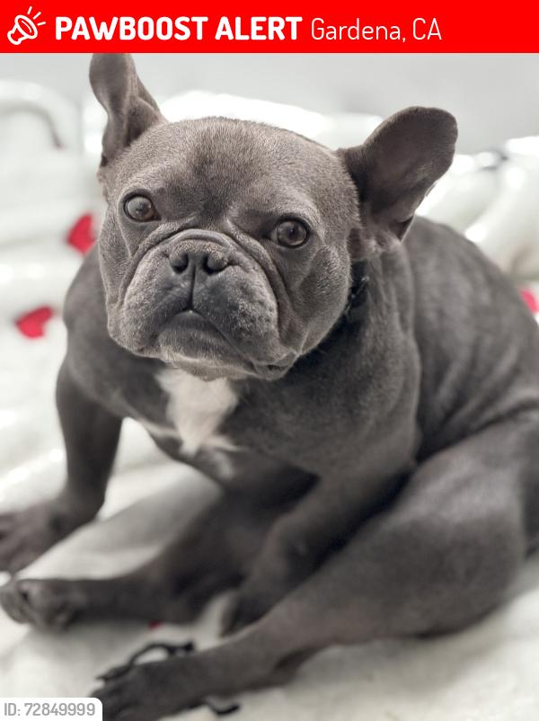 Lost Male Dog last seen Raymond & Rosecrans , Gardena, CA 90247