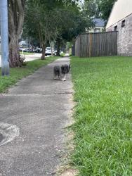 Found/Stray Unknown Dog last seen FM 529, Houston, TX 77084