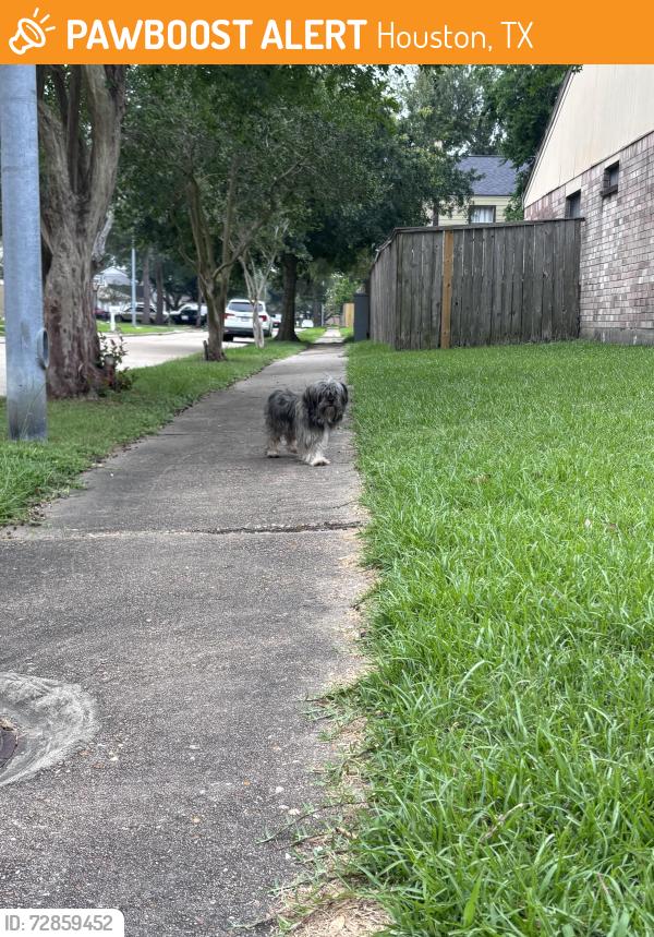 Found/Stray Unknown Dog last seen FM 529, Houston, TX 77084