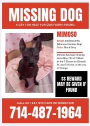 Lost Male Dog last seen Glassel St and Taft Ave at the 7-eleven, Orange, CA 92867