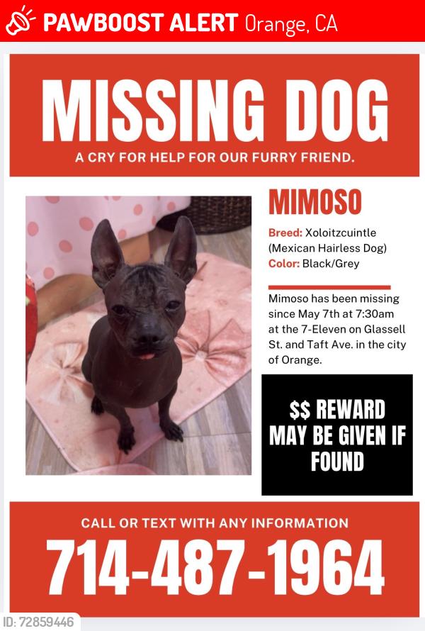 Lost Male Dog last seen Glassel St and Taft Ave at the 7-eleven, Orange, CA 92867