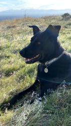 Lost Female Dog last seen Near S 200E, Salt Lake City, UT 84115