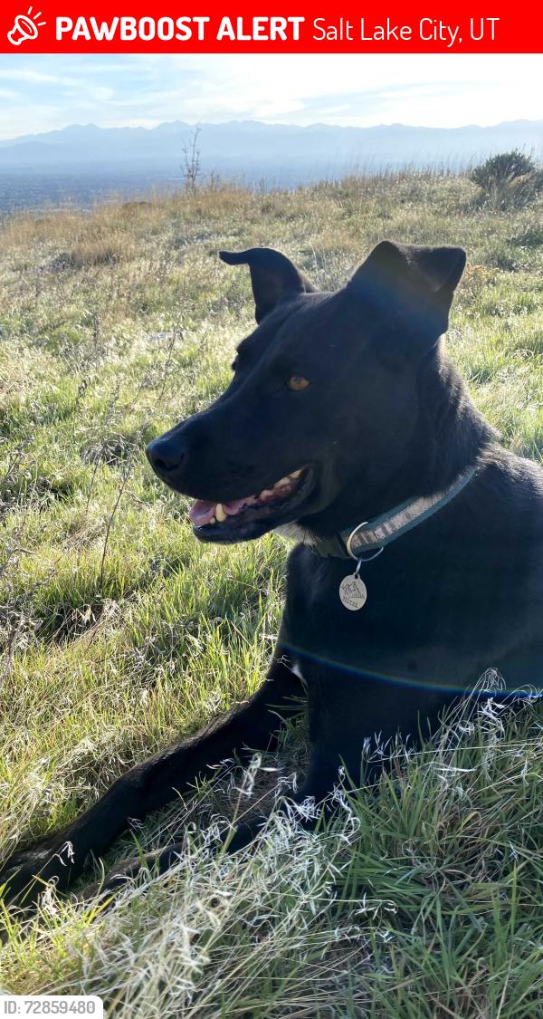 Lost Female Dog last seen Near S 200E, Salt Lake City, UT 84115