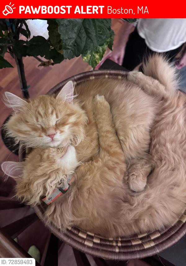 Lost Male Cat last seen dunster street and centre street, Boston, MA 02130