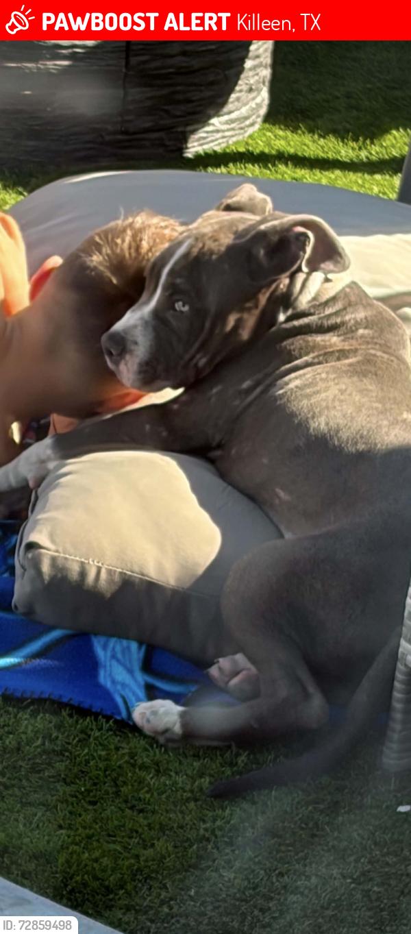 Lost Male Dog last seen College by pizza pros, Killeen, TX 76541