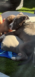 Lost Male Dog last seen College by pizza pros, Killeen, TX 76541