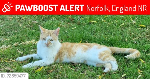Lost Male Cat last seen Ormesby lane,  filby , Norfolk, England NR29