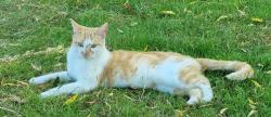 Lost Male Cat last seen Ormesby lane,  filby , Norfolk, England NR29