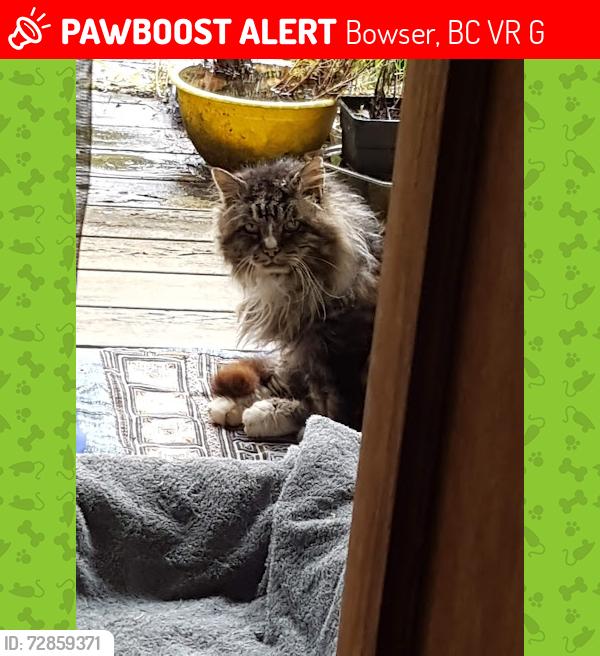 Lost Male Cat last seen Near Maple Guard, Bowser, BC V0R 1G0