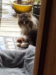 Lost Male Cat last seen Near Maple Guard, Bowser, BC V0R 1G0