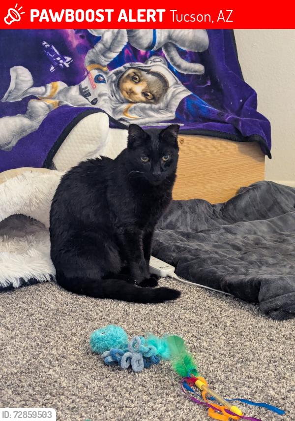Lost Male Cat last seen Swan and Sunrise, Tucson, AZ 85718