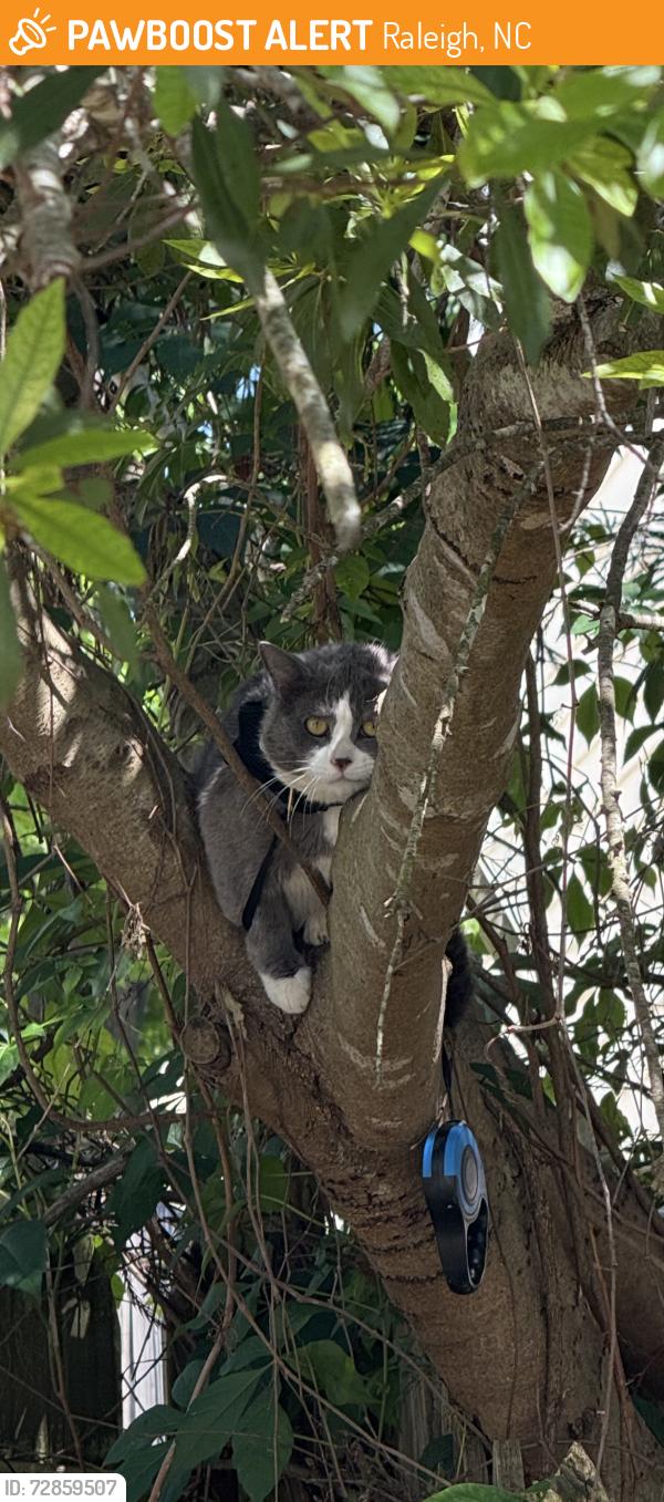 Found/Stray Unknown Cat last seen Sahalee way hedingham raleigh , Raleigh, NC 27604