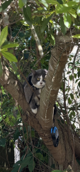 Found/Stray Unknown Cat last seen Sahalee way hedingham raleigh , Raleigh, NC 27604