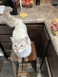 Lost Male Cat last seen E bowers , Travelers Rest, SC 29690