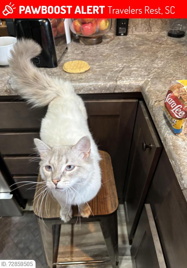 Lost Male Cat last seen E bowers , Travelers Rest, SC 29690