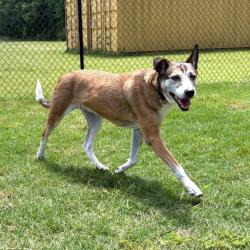 Shelter Stray Female Dog last seen , Cabot, AR 72007
