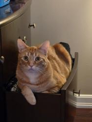 Lost Male Cat last seen Fishcreek park, Calgary, AB T2W 4S6