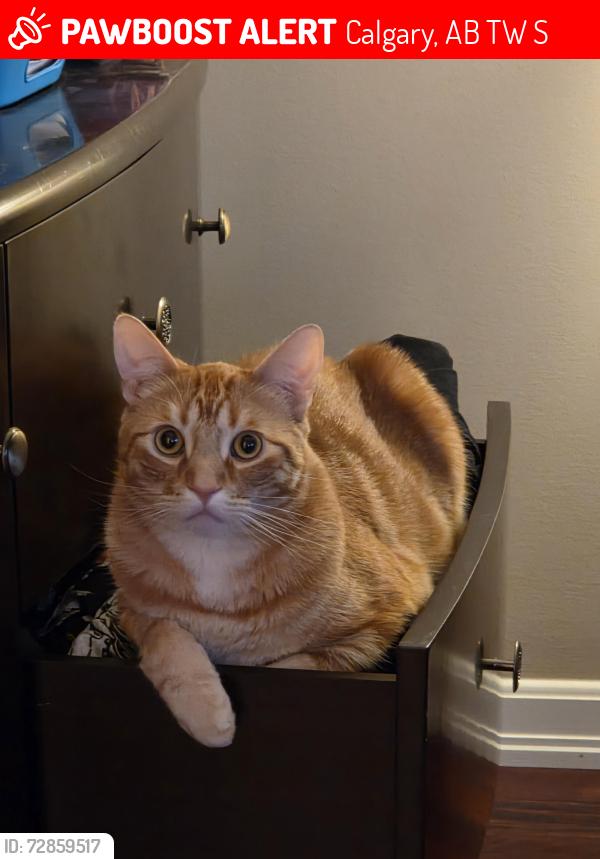 Lost Male Cat last seen Fishcreek park, Calgary, AB T2W 4S6