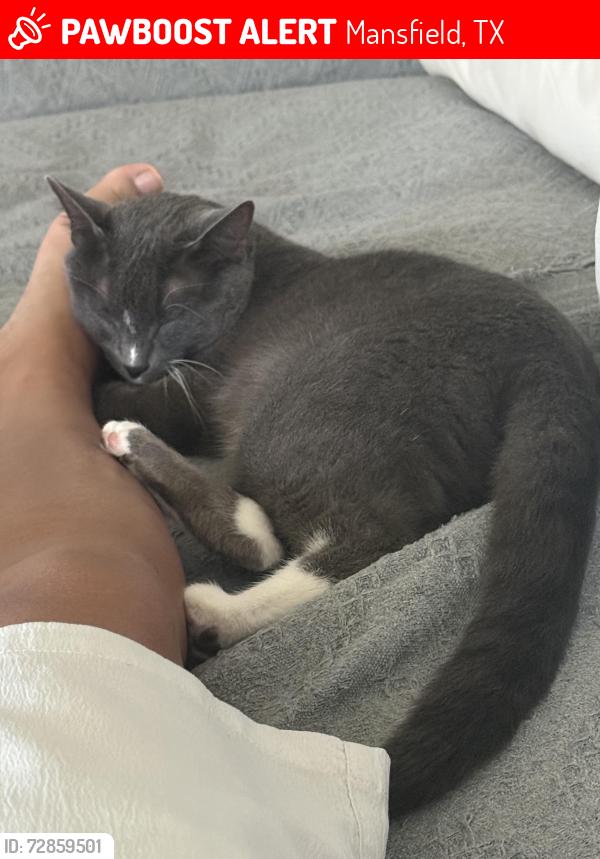 Lost Male Cat last seen Darcy dr. , Mansfield, TX 76063