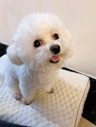 Lost Female Dog last seen Horizon Pl and Holiday Dr, West Covina, CA 91791
