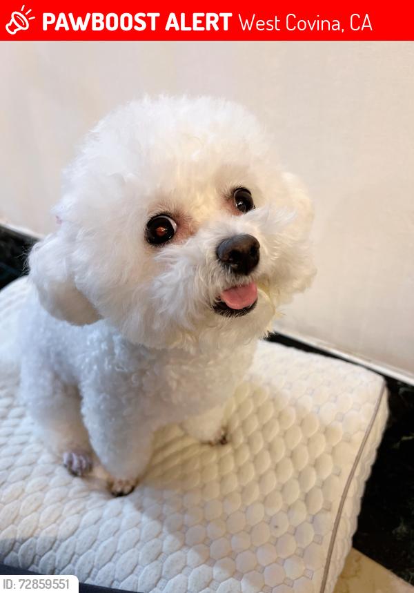 Lost Female Dog last seen Horizon Pl and Holiday Dr, West Covina, CA 91791