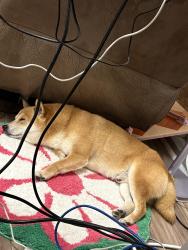 Lost Male Dog last seen Esplanade, Mirabel, QC J7N 3W6