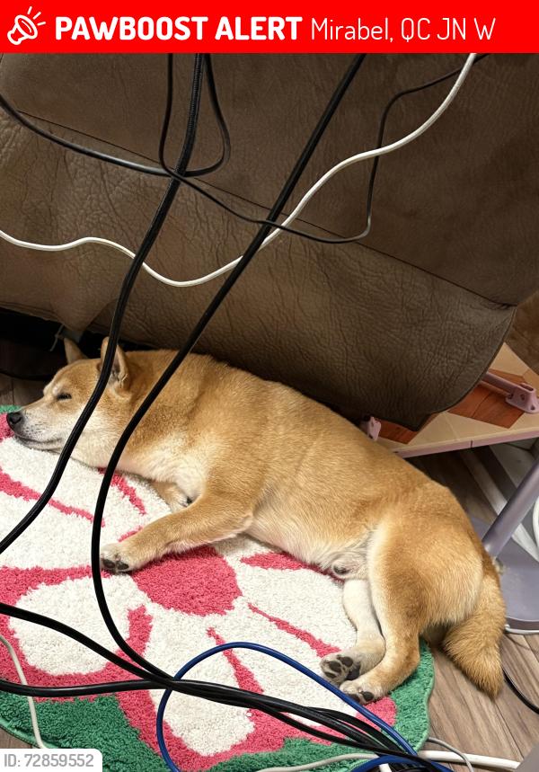 Lost Male Dog last seen Esplanade, Mirabel, QC J7N 3W6