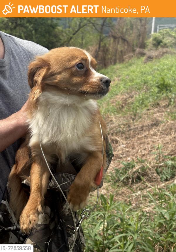 Found/Stray Unknown Dog last seen Highway, Nanticoke, PA 18634