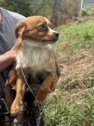 Found/Stray Unknown Dog last seen Highway, Nanticoke, PA 18634