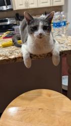 Lost Male Cat last seen Zinker Road, Rock Hill, SC 29732
