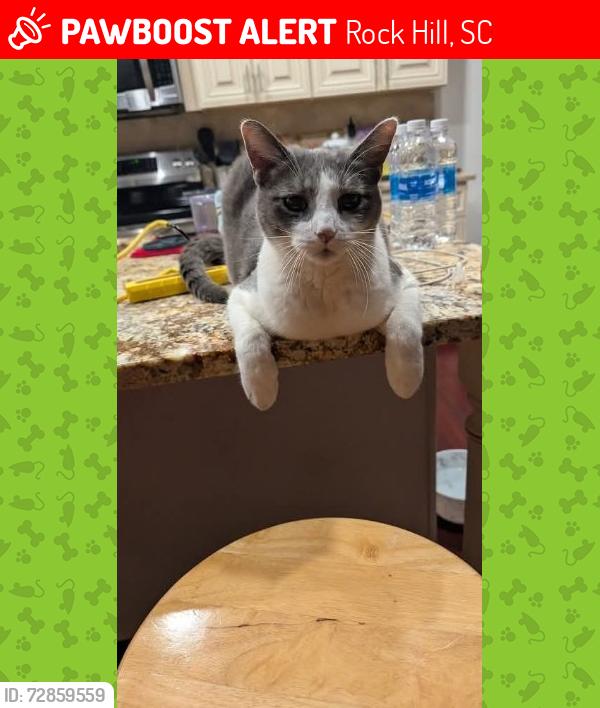 Lost Male Cat last seen Zinker Road, Rock Hill, SC 29732