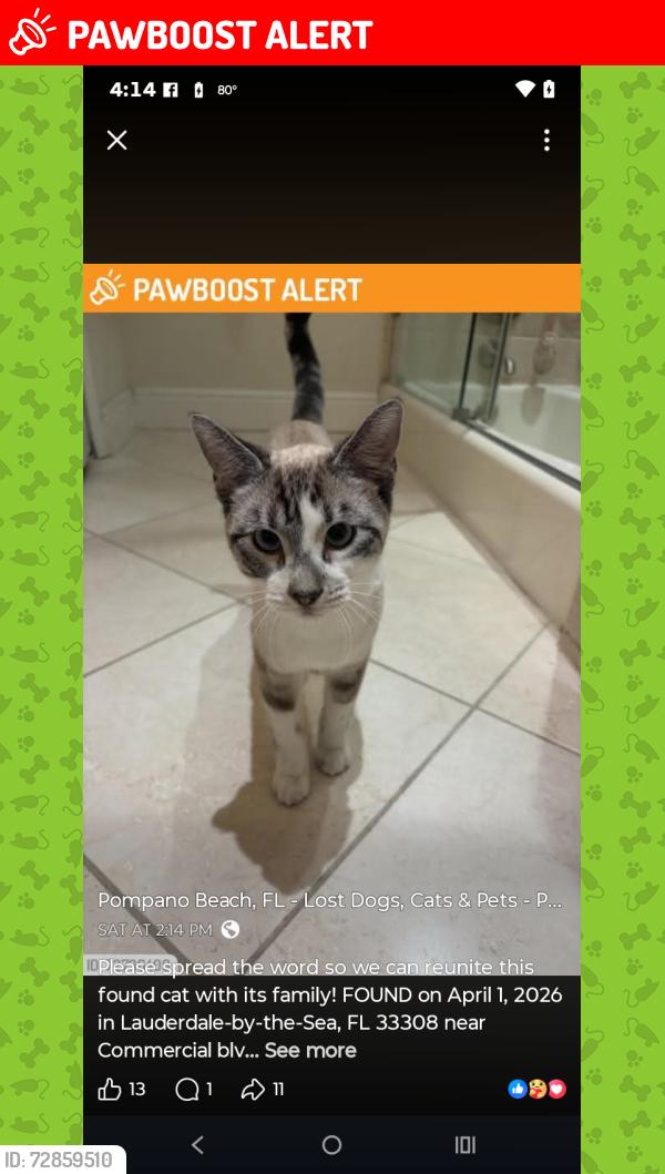 Lost Male Cat last seen Commercial Boulevard and North Ocean Boulevard off of Washington Street, Lauderdale-by-the-Sea, FL 33308