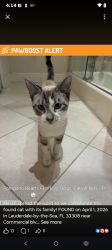 Lost Male Cat last seen Commercial Boulevard and North Ocean Boulevard off of Washington Street, Lauderdale-by-the-Sea, FL 33308