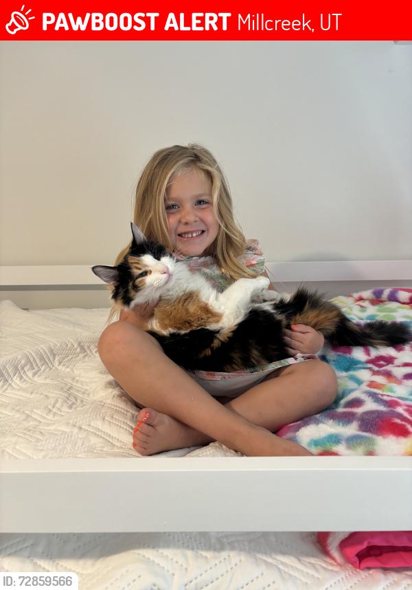 Lost Female Cat last seen Turnberry apmts, Millcreek, UT 84124